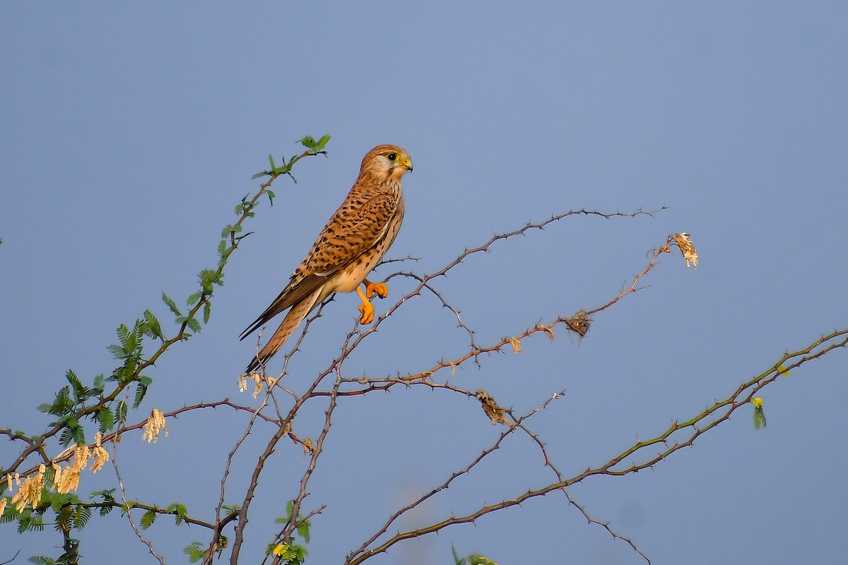 Eurasian Kestrel - ML631943213