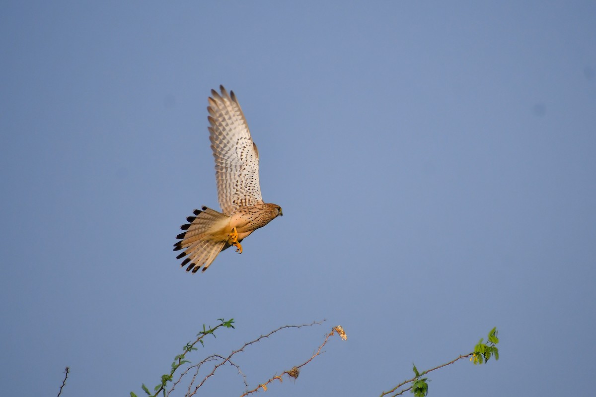 Eurasian Kestrel - ML631943214