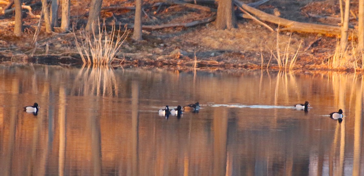 Ring-necked Duck - ML631943602