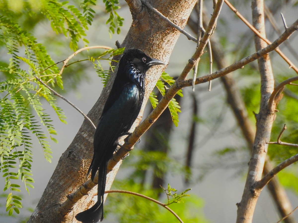 Hair-crested Drongo - ML631943684