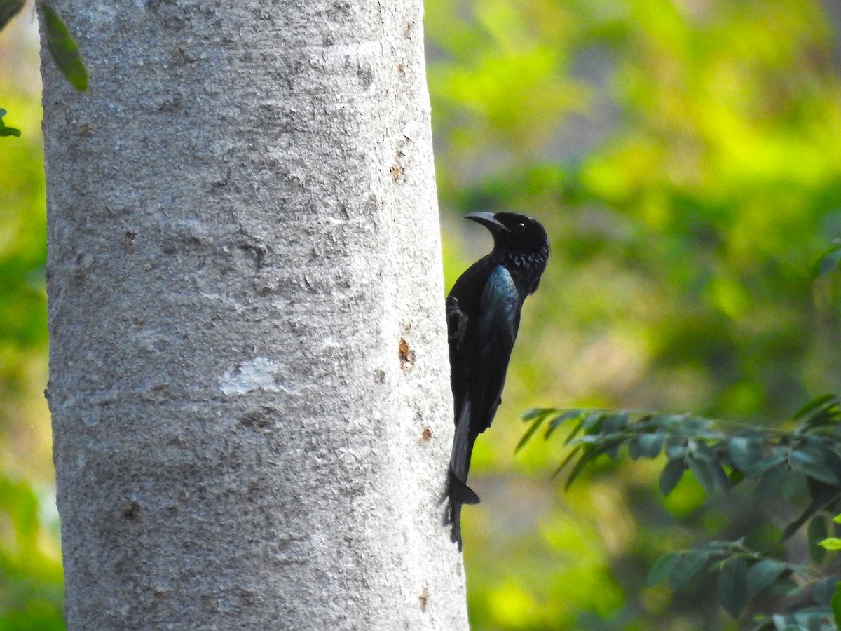 Hair-crested Drongo - ML631943686