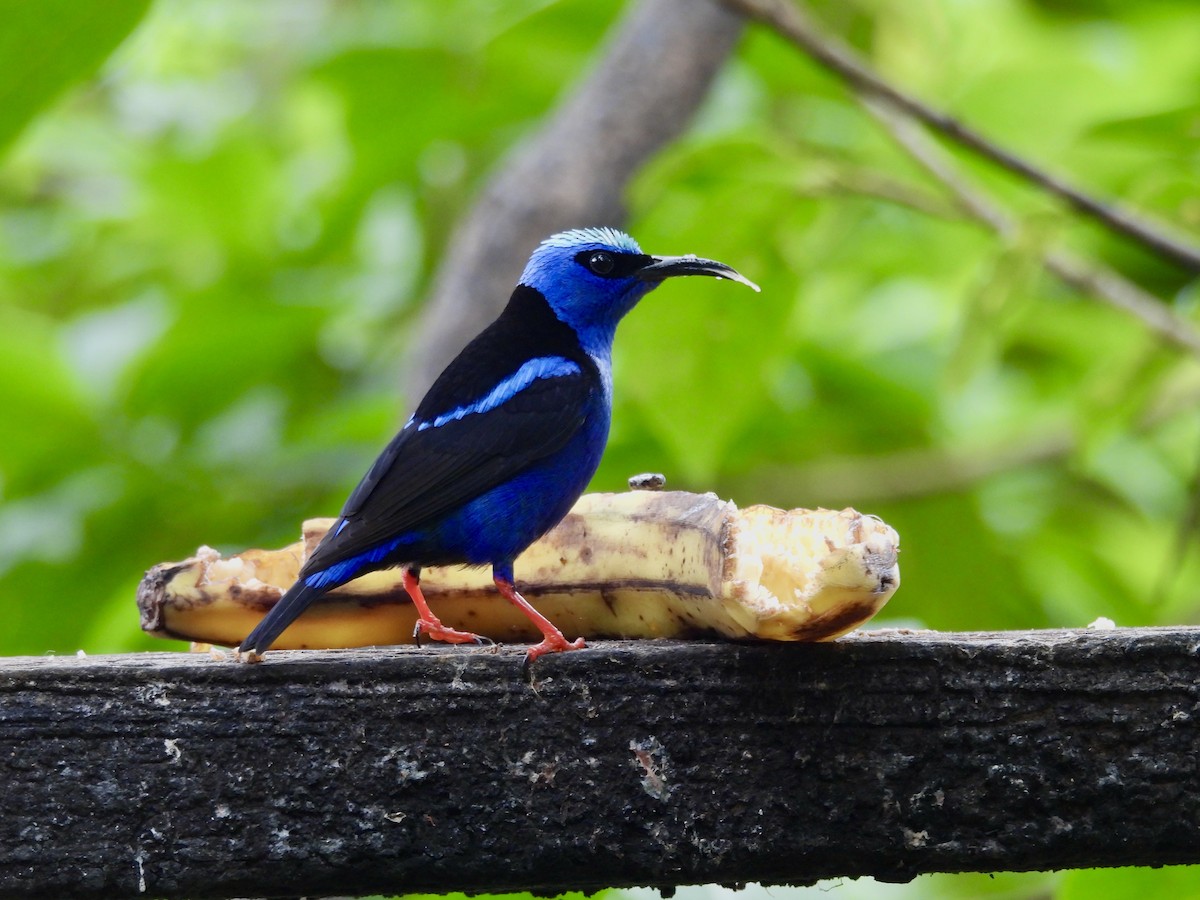 Red-legged Honeycreeper - ML631943696