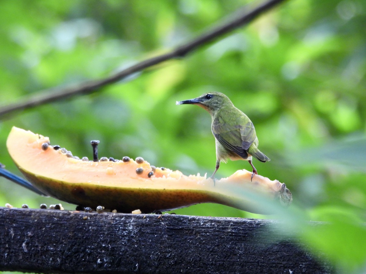 Red-legged Honeycreeper - ML631943697