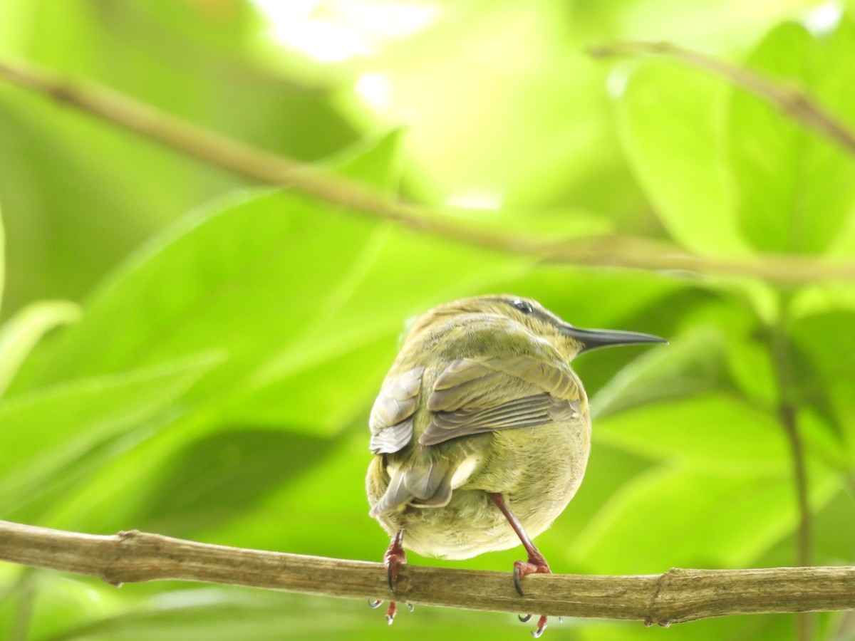 Red-legged Honeycreeper - ML631943698