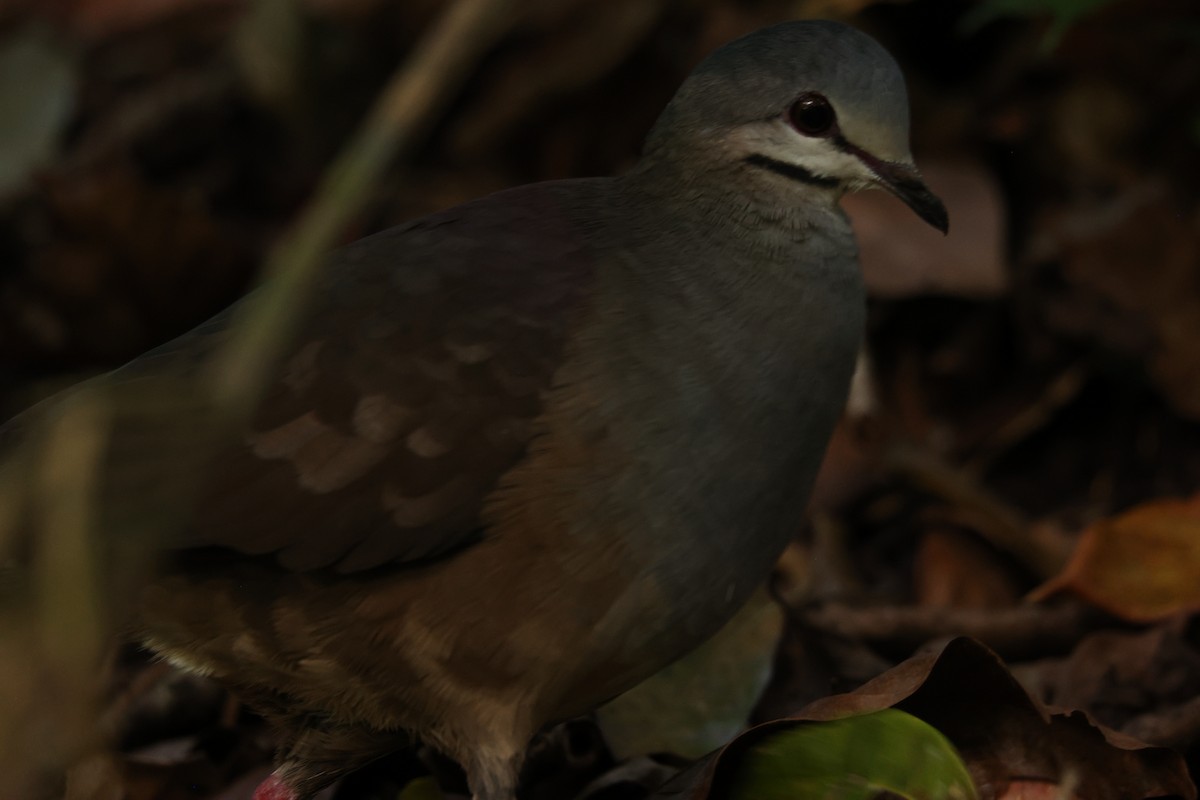 Purplish-backed Quail-Dove - ML631943748