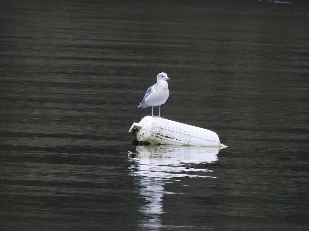 Short-billed Gull - ML631943786