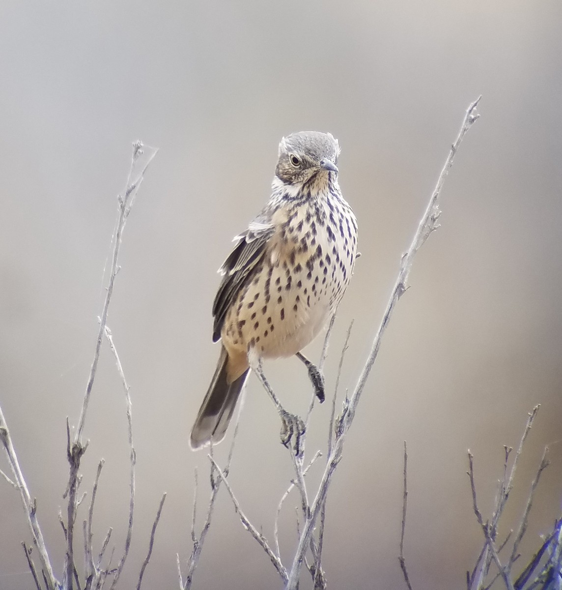 Sage Thrasher - ML631944016