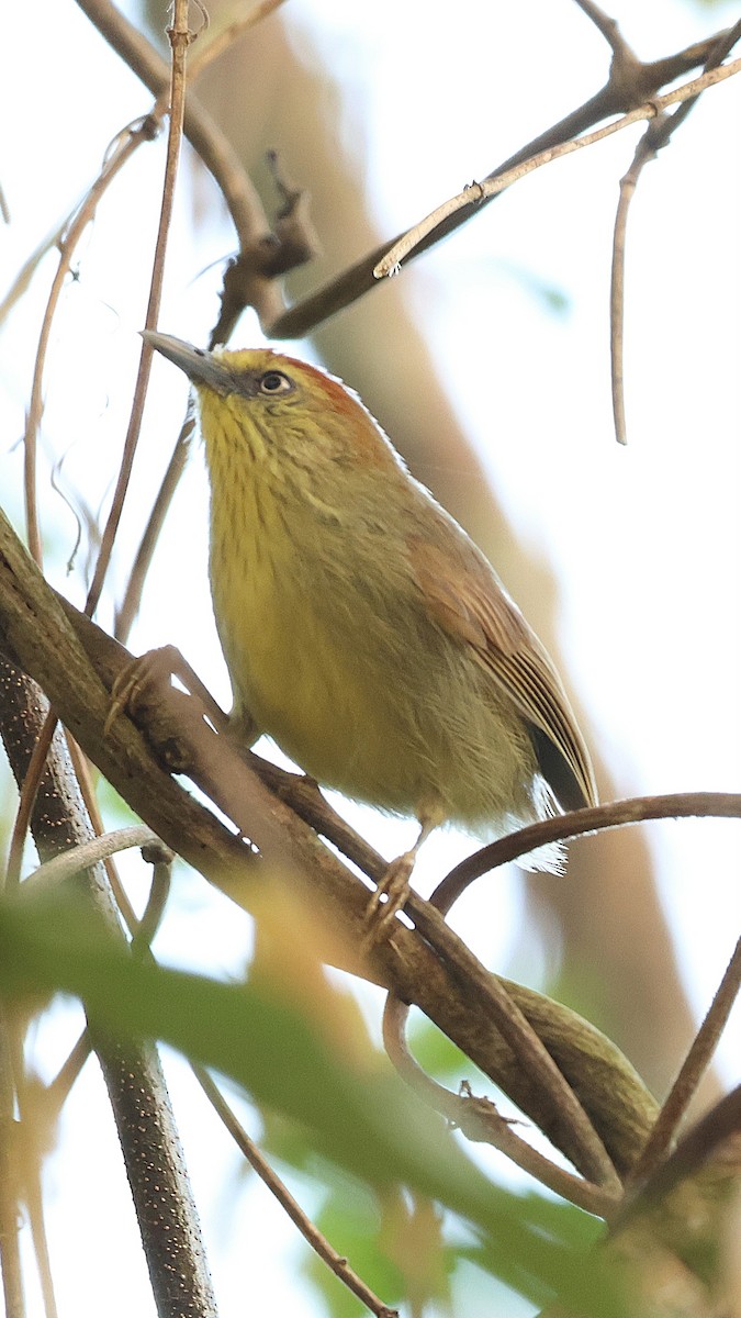 Pin-striped Tit-Babbler - ML631944053