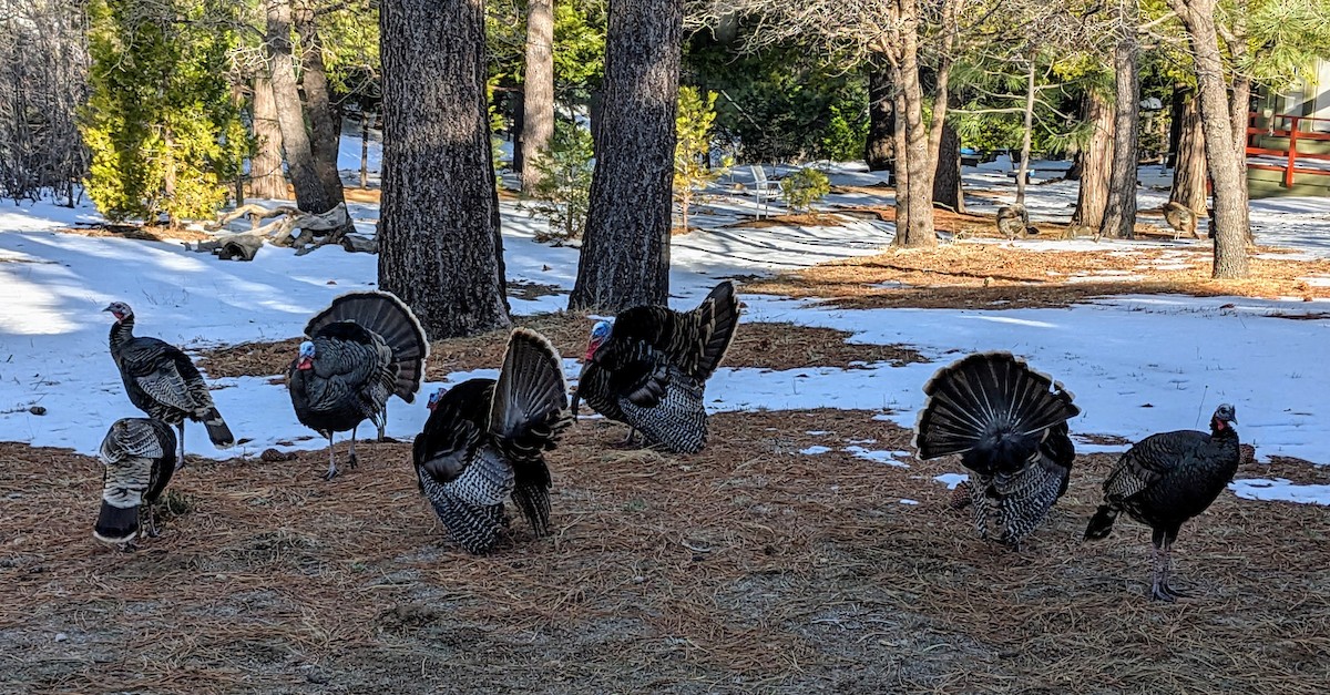 Wild Turkey - ML631944091