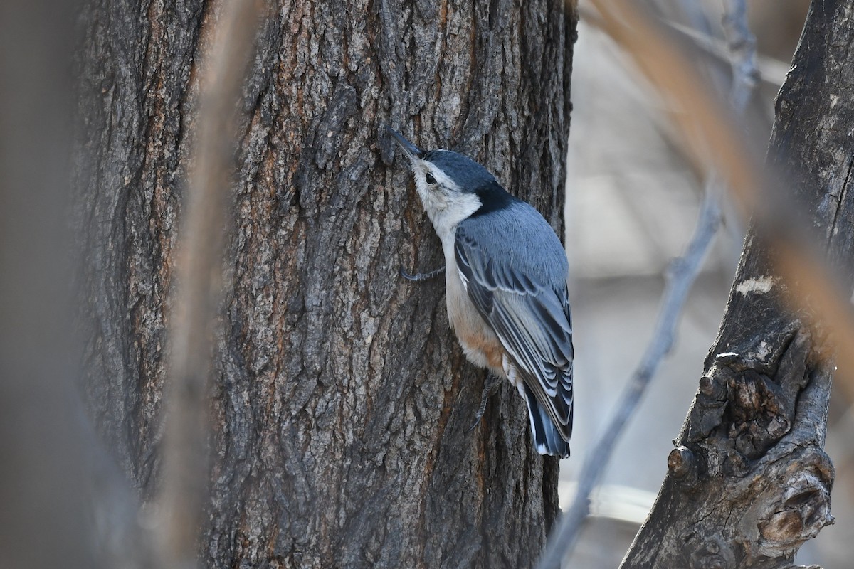 White-breasted Nuthatch (Eastern) - ML631944189