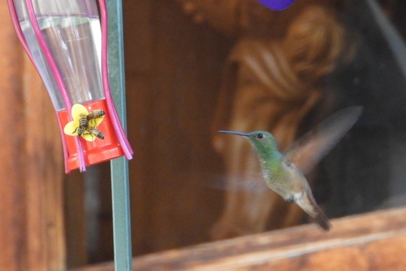 Berylline Hummingbird - ML631944245