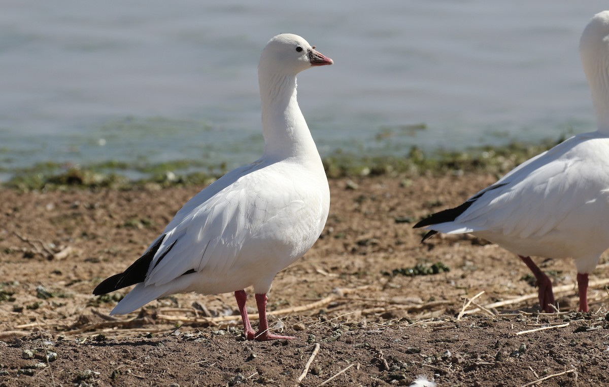 Ross's Goose - ML631944296