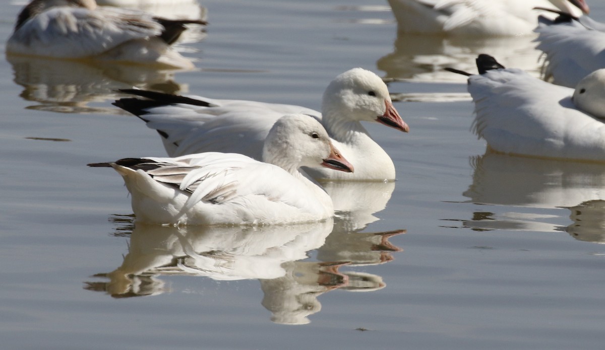 Snow Goose - ML631944297