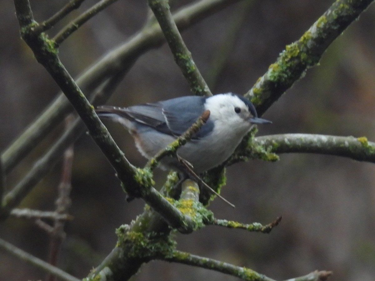 White-breasted Nuthatch - ML631944299