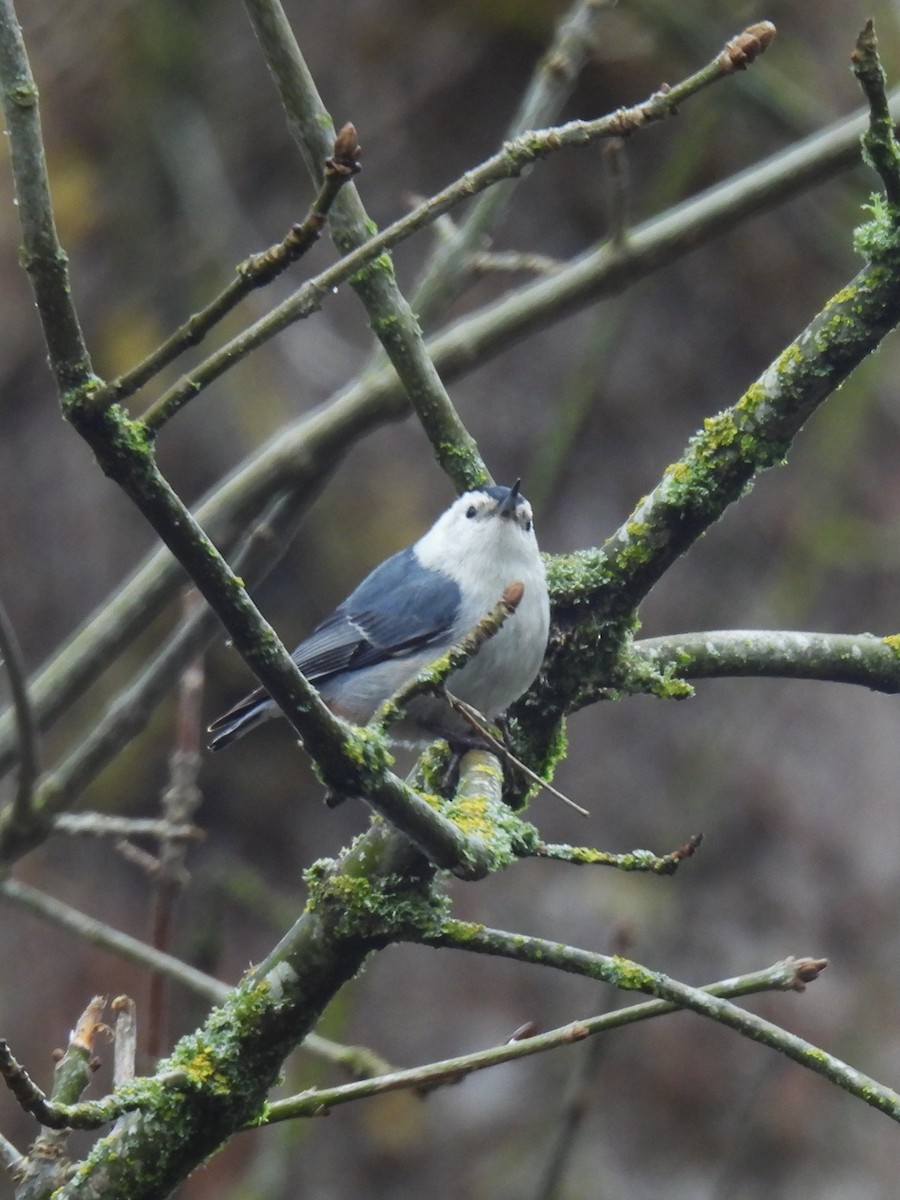 White-breasted Nuthatch - ML631944300