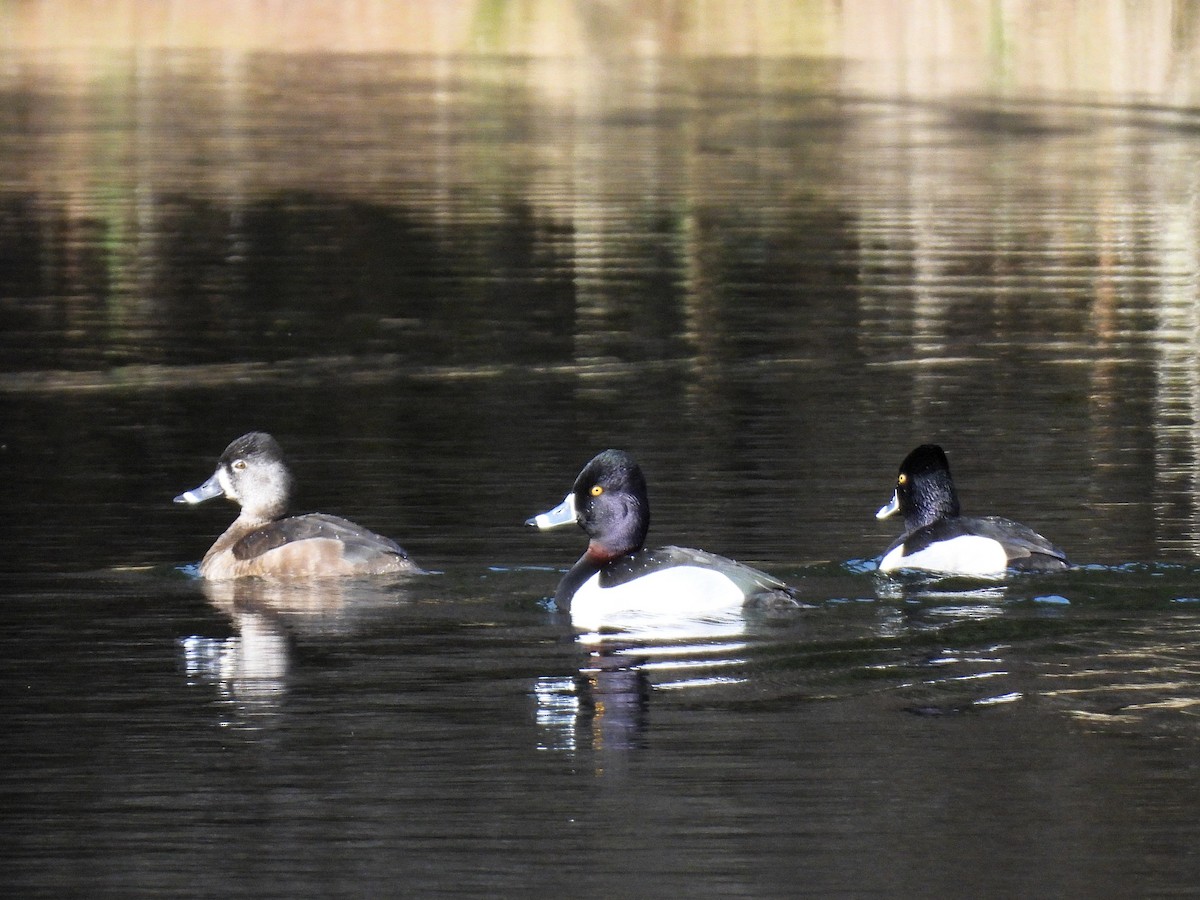 Ring-necked Duck - ML631944343