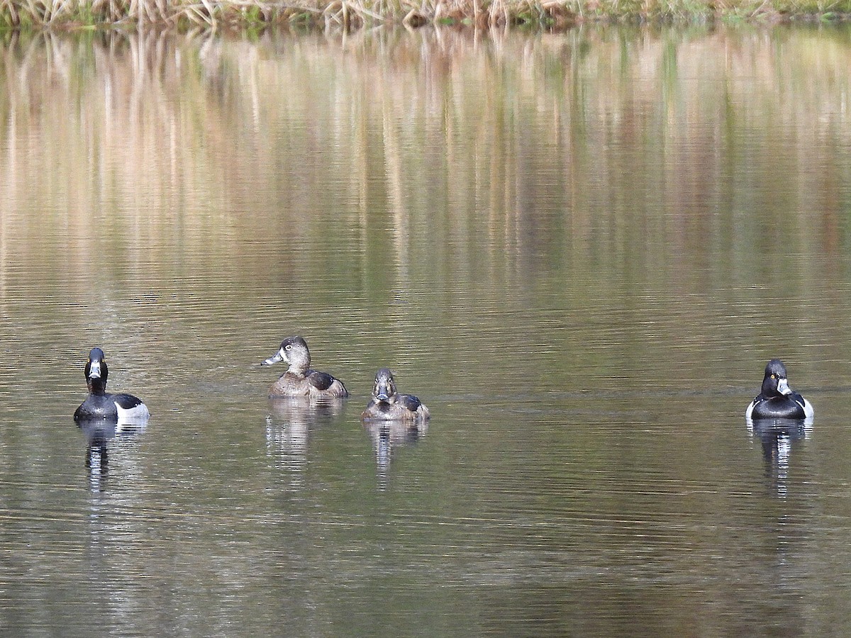 Ring-necked Duck - ML631944344