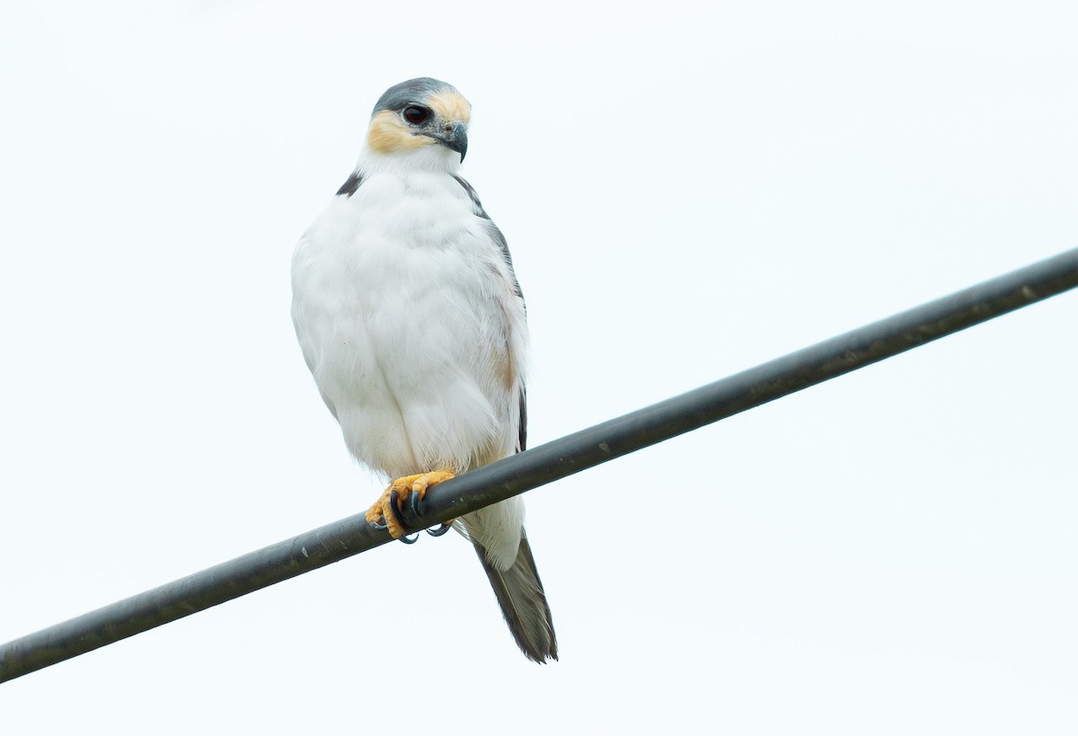 Pearl Kite - ML631944381