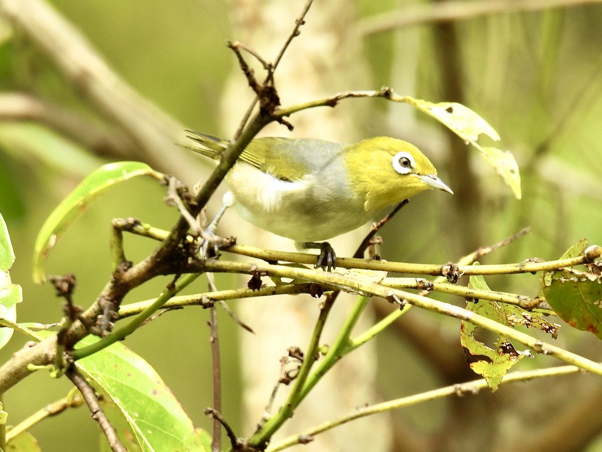 Graumantel-Brillenvogel - ML631944384