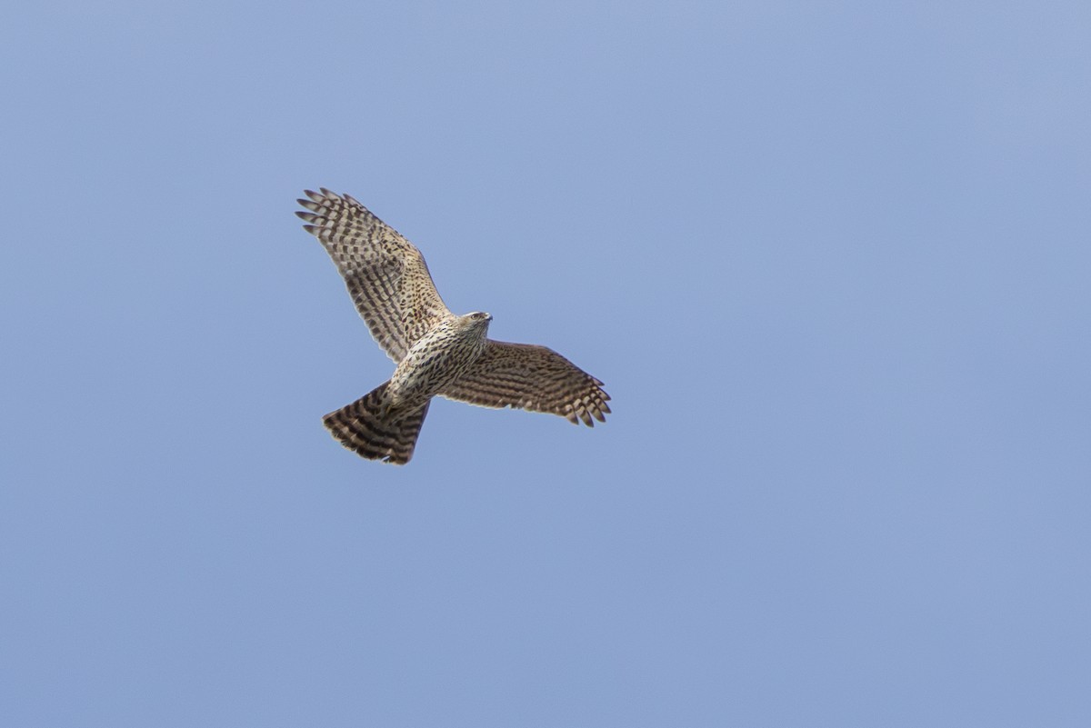 American Goshawk - ML631944397