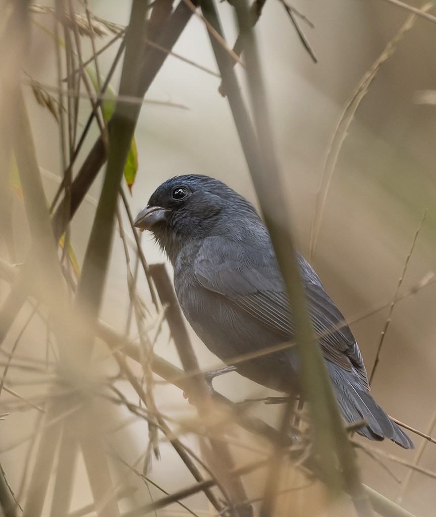 Blue Seedeater - ML631944439