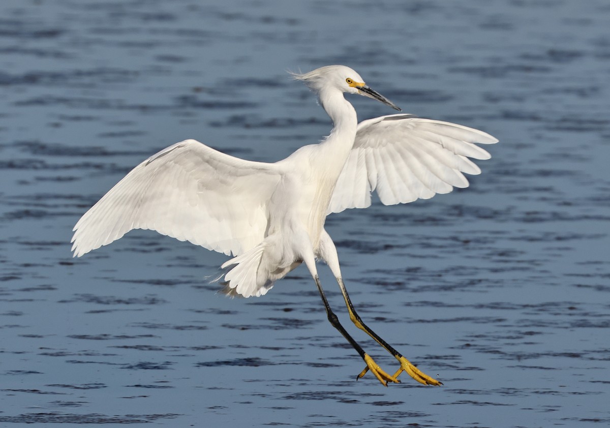 Snowy Egret - ML631944529