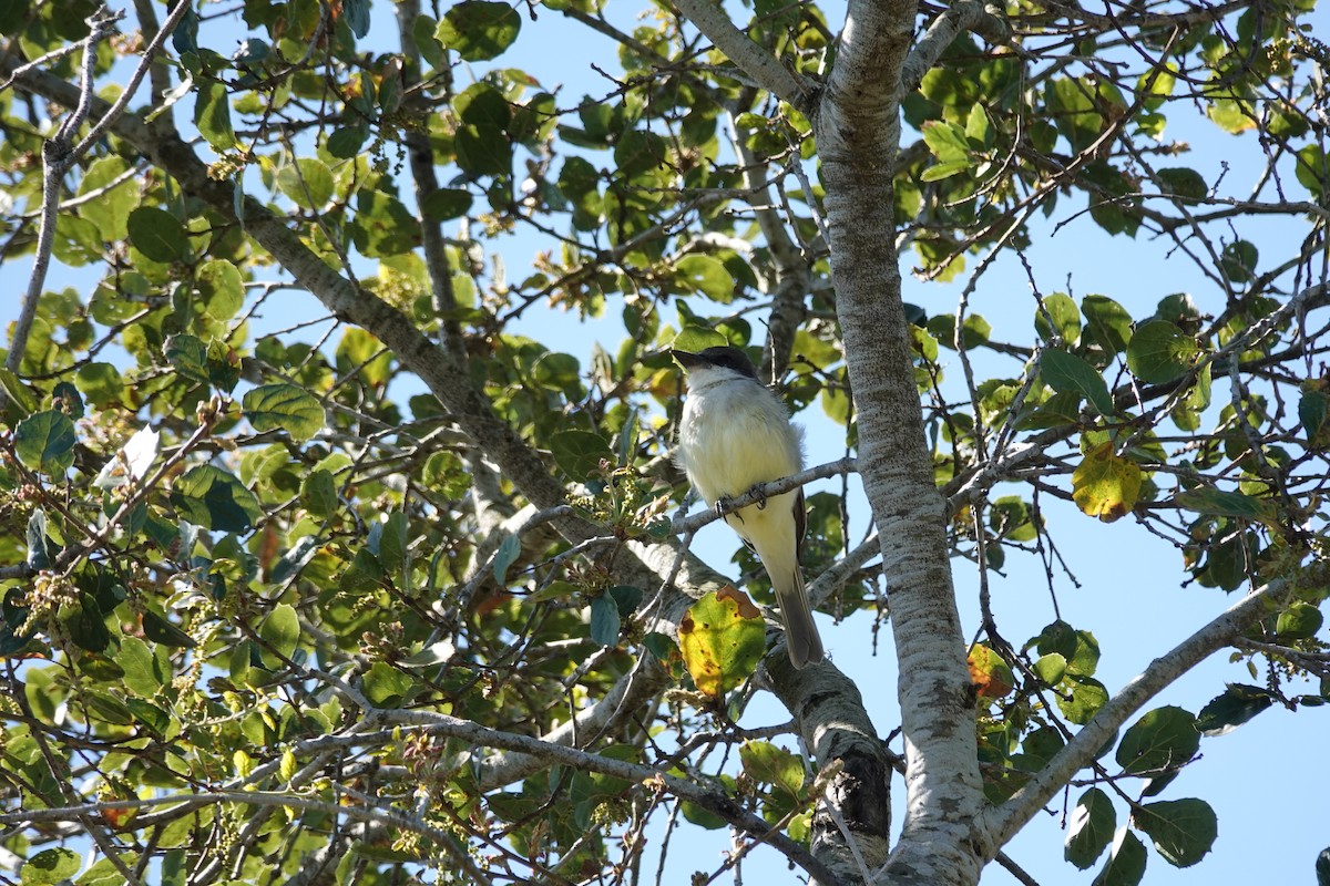 Thick-billed Kingbird - ML631944543