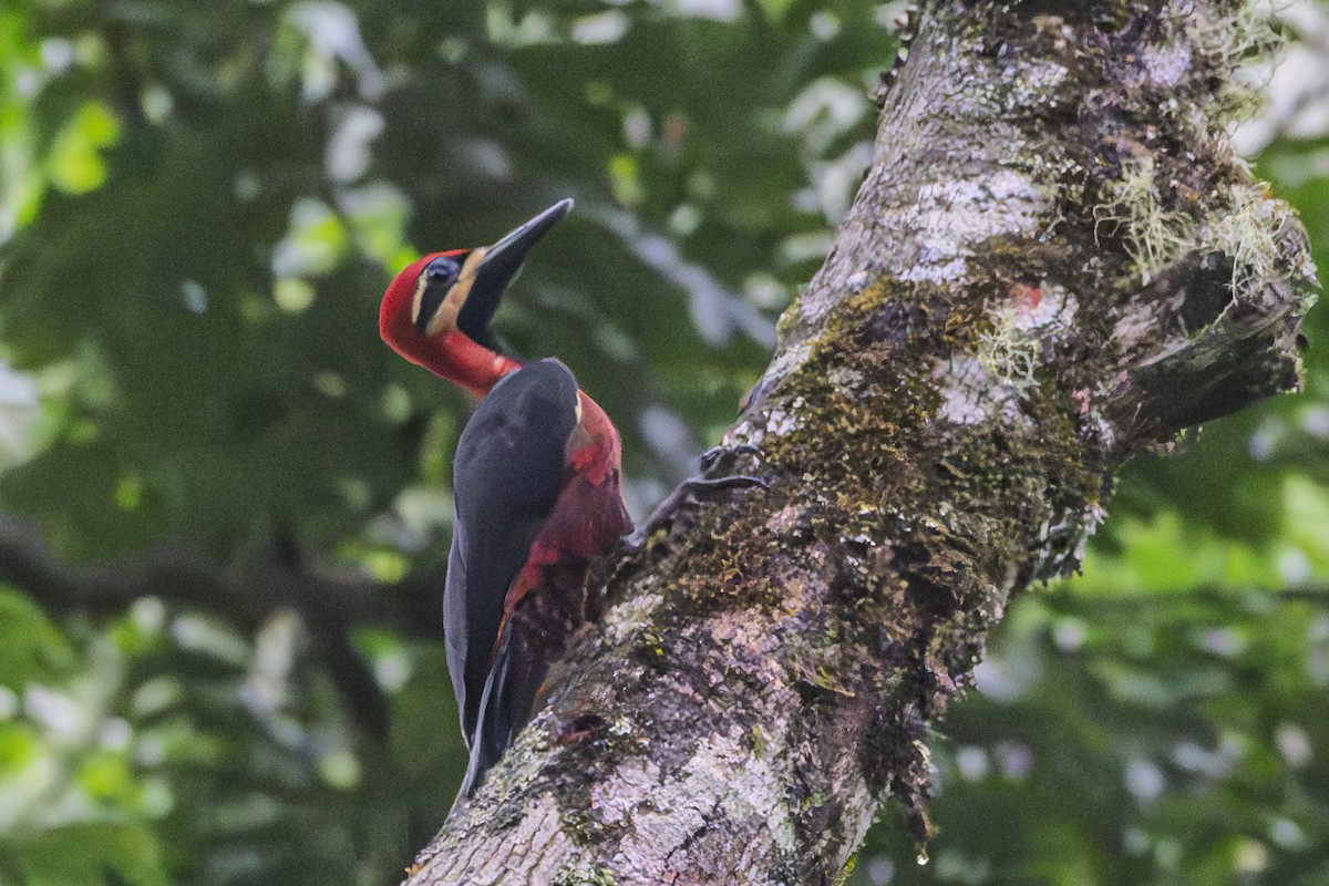 Crimson-bellied Woodpecker - ML631944566