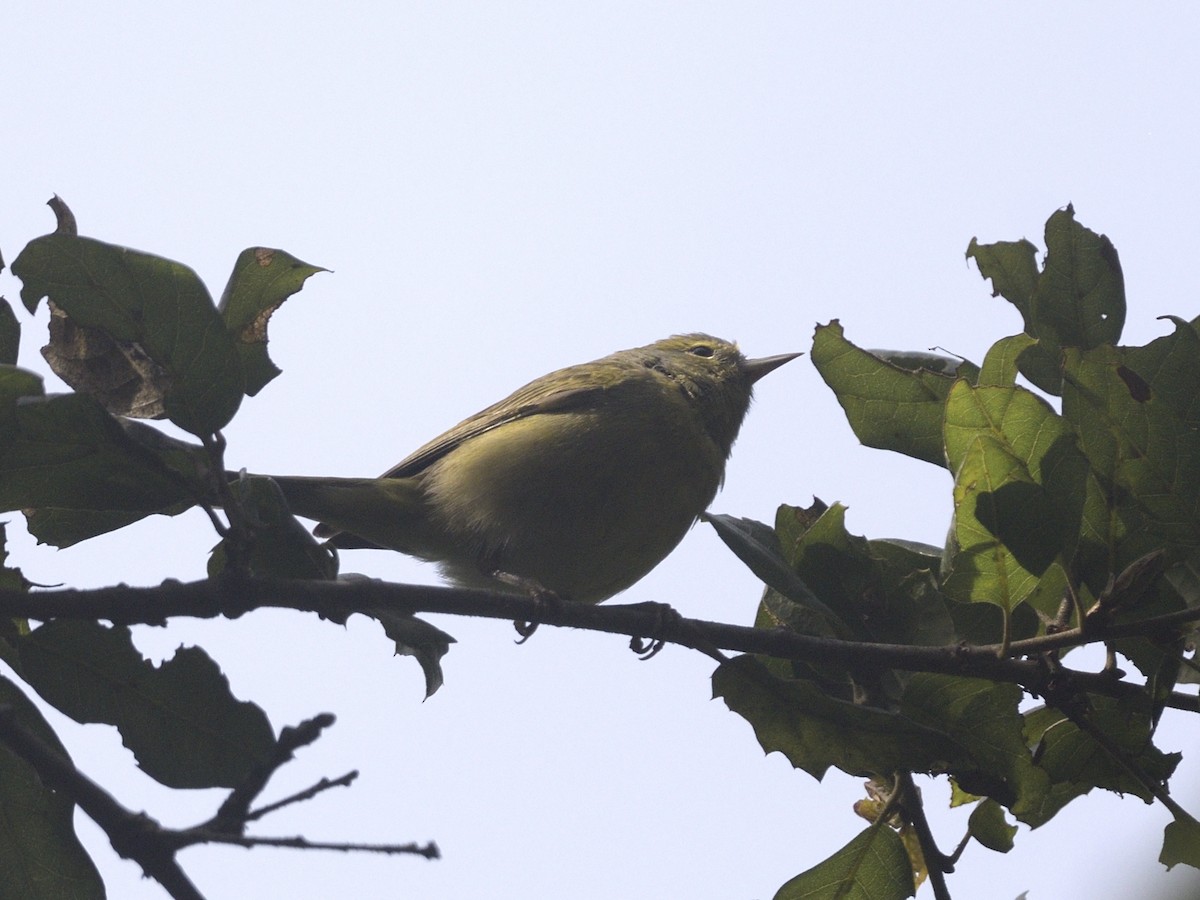Orange-crowned Warbler - ML631944805