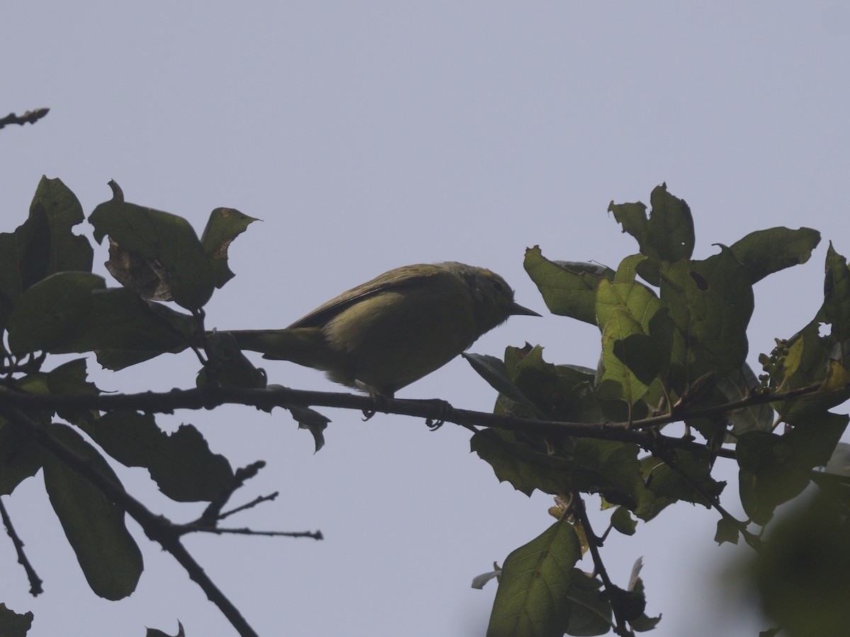 Orange-crowned Warbler - ML631944806