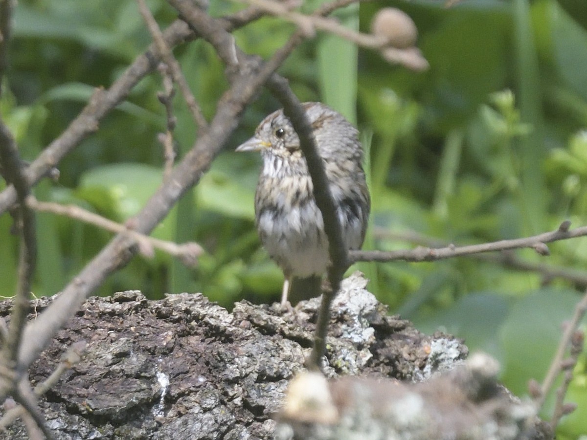 Lincoln's Sparrow - ML631944876