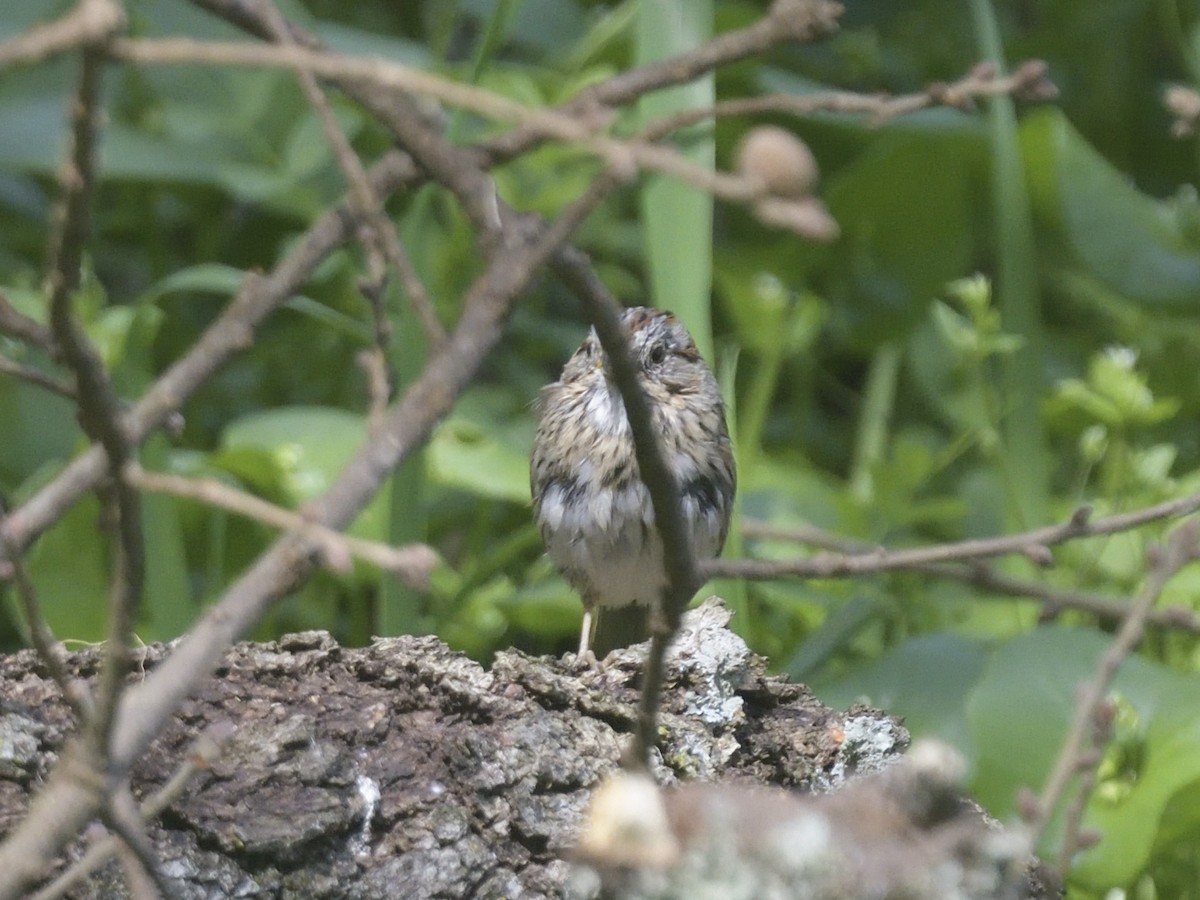 Lincoln's Sparrow - ML631944877