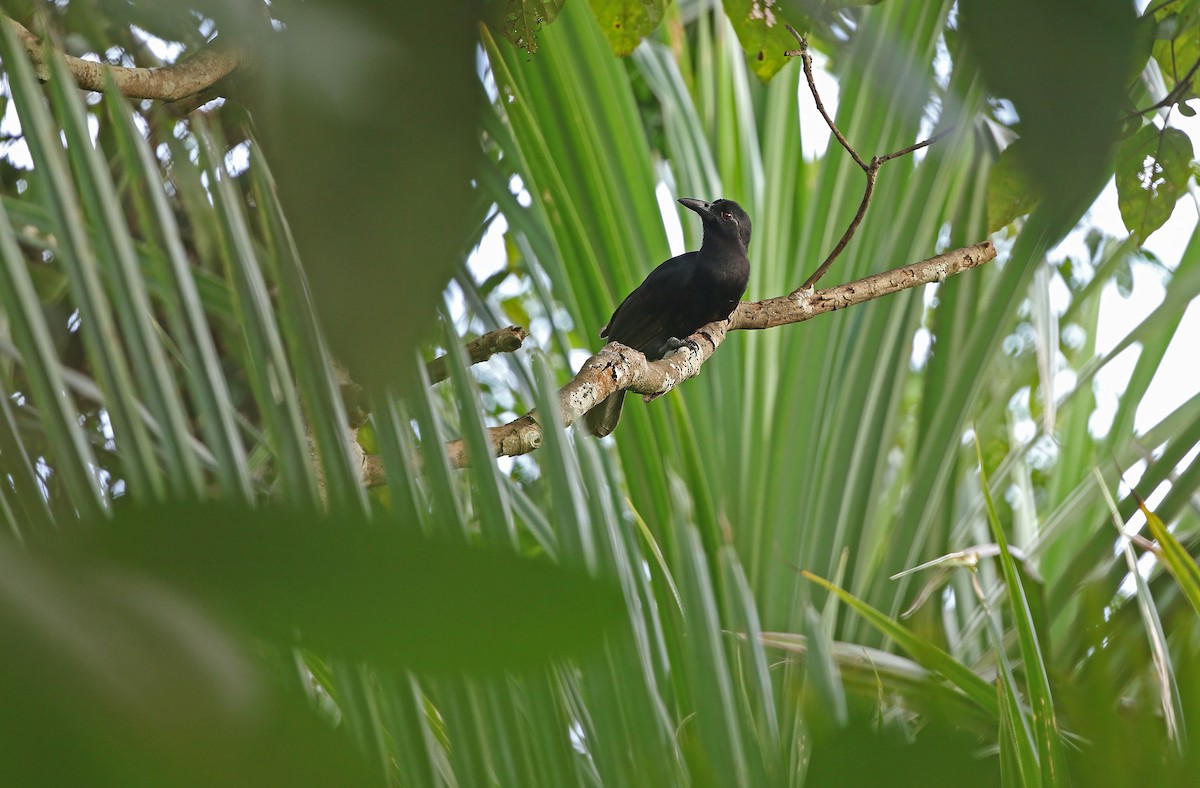 Obi Paradise-crow - ML631944898