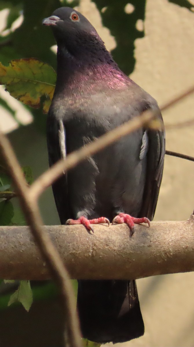 Rock Pigeon (Feral Pigeon) - ML631945109