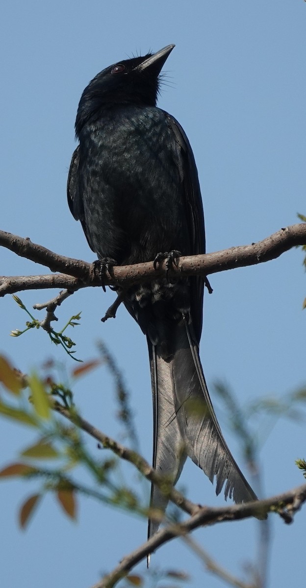 Black Drongo - ML631945115
