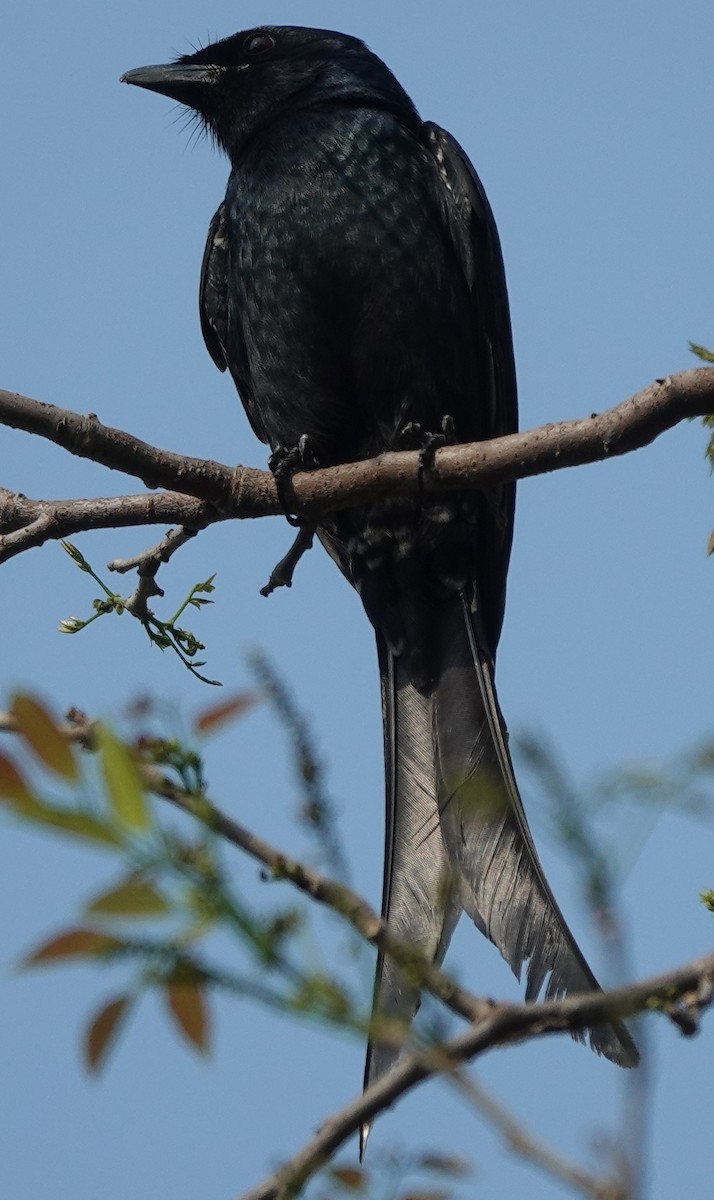 Black Drongo - ML631945116