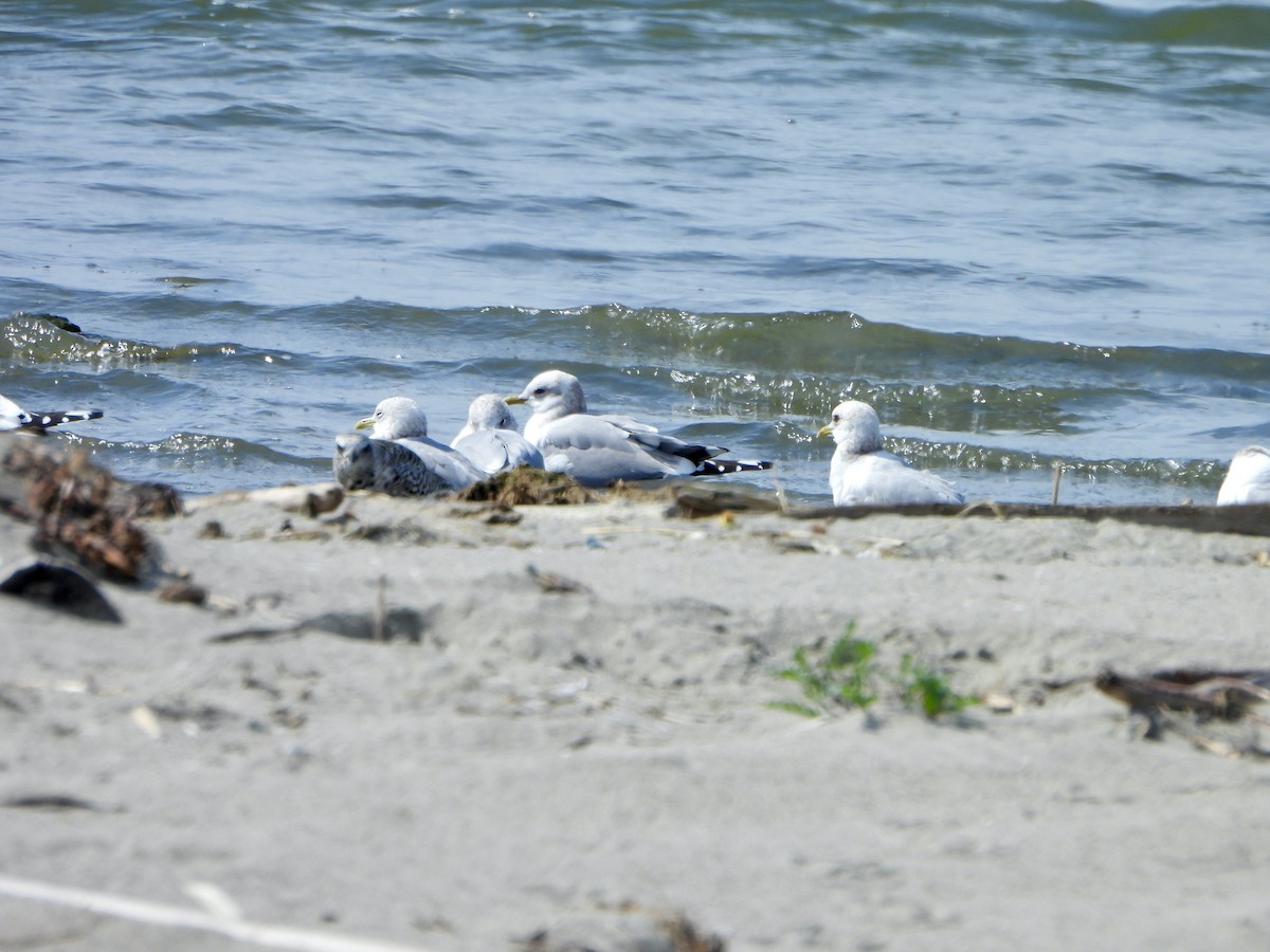 Short-billed Gull - ML631945127