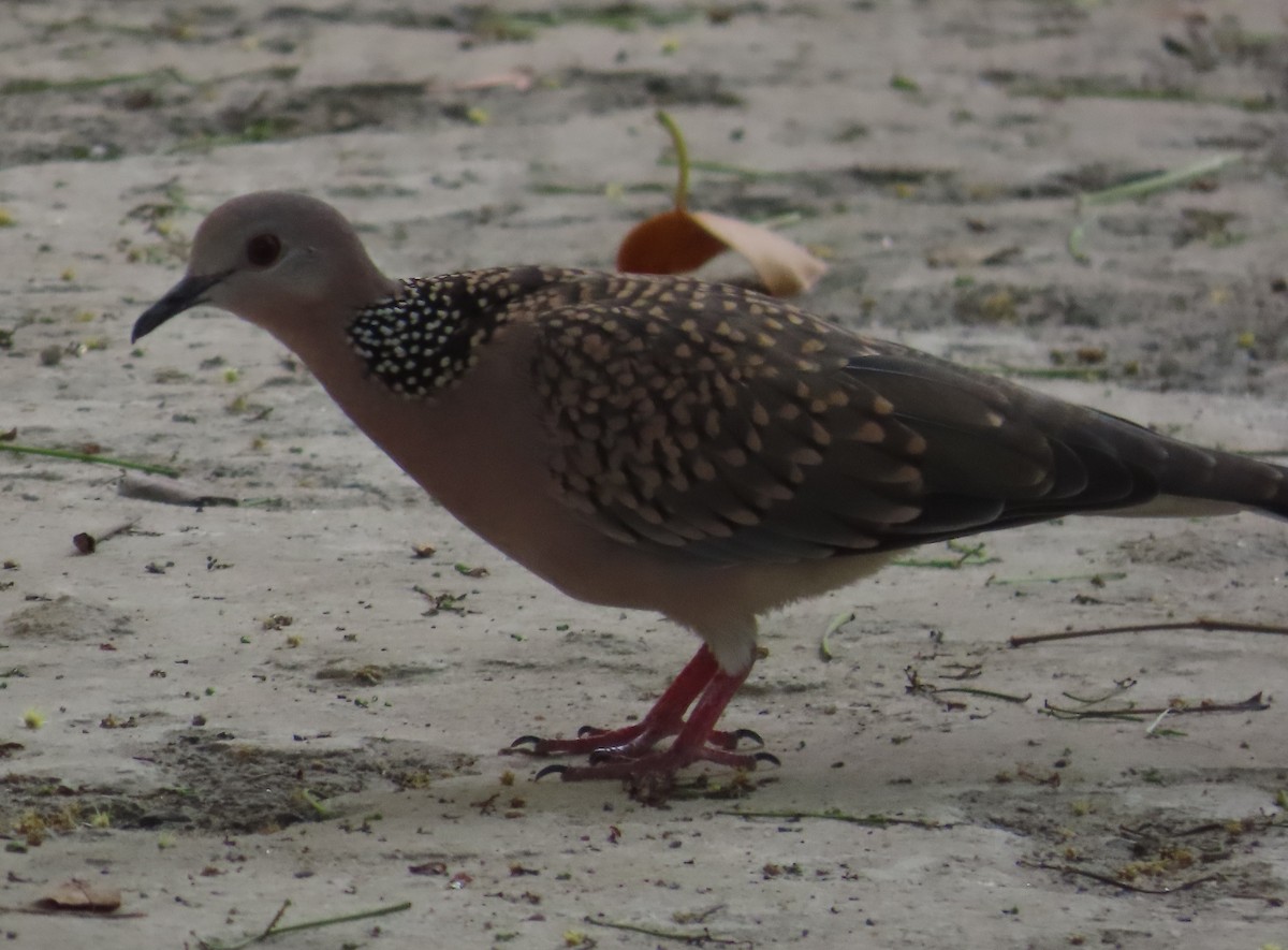 Spotted Dove - ML631945129