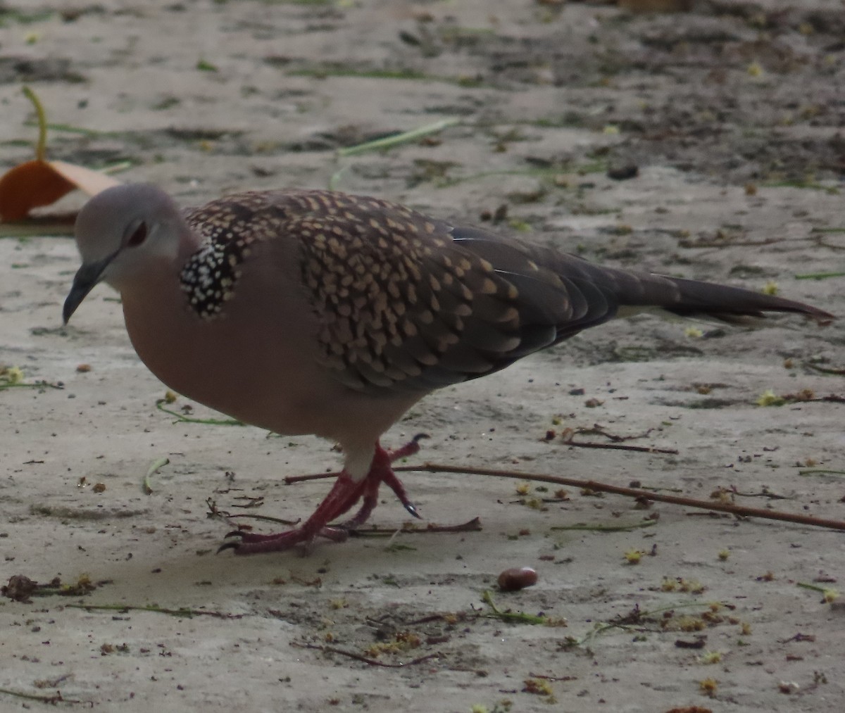 Spotted Dove - ML631945131