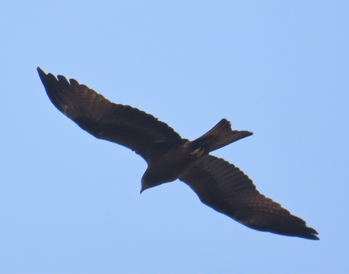 Shikra - ML631945147