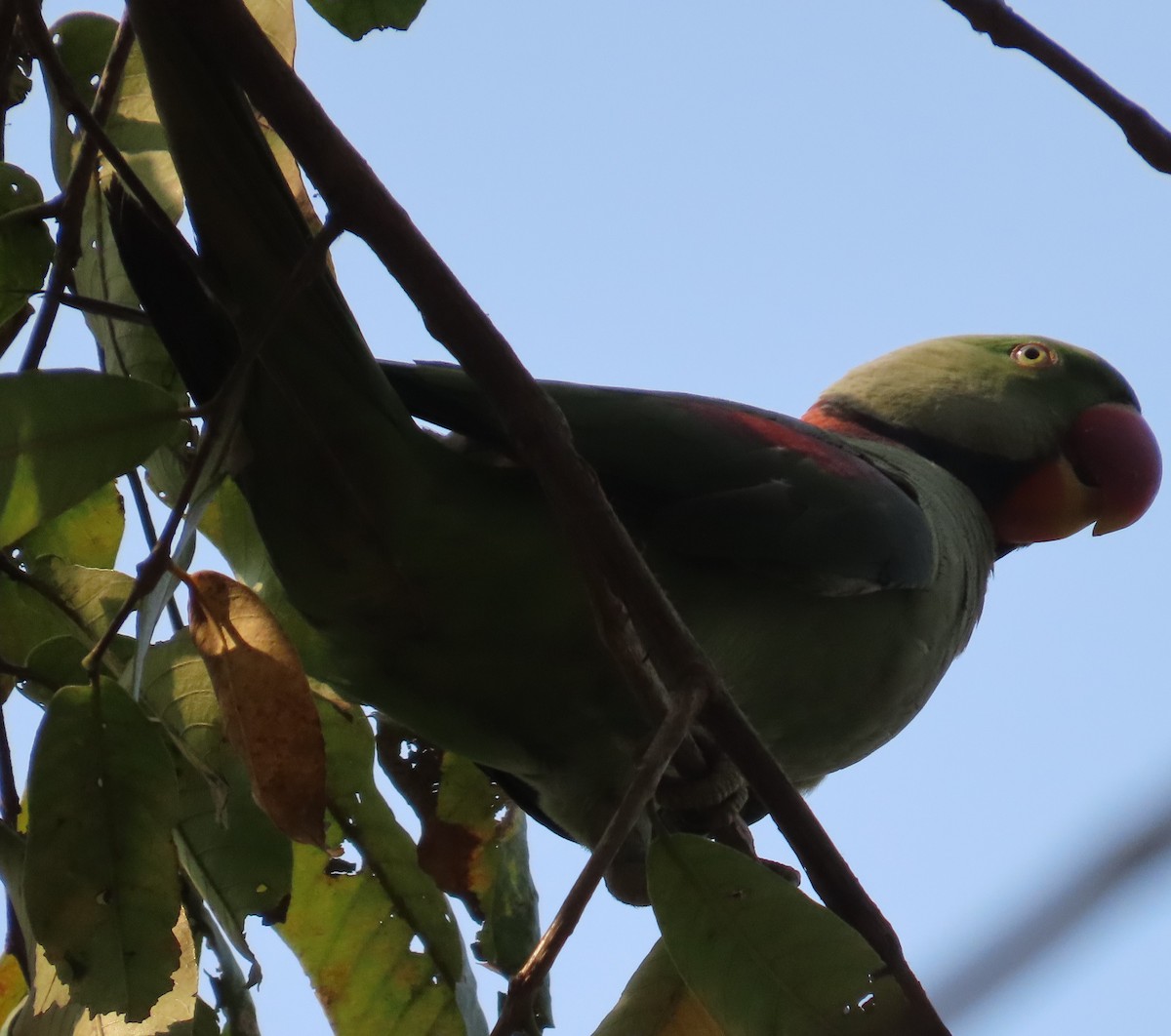 Alexandrine Parakeet - ML631945182