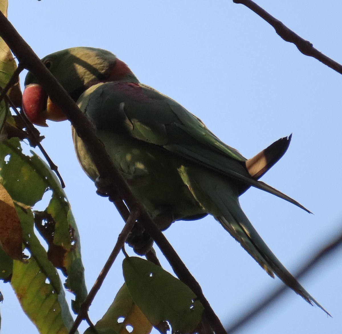 Alexandrine Parakeet - ML631945183