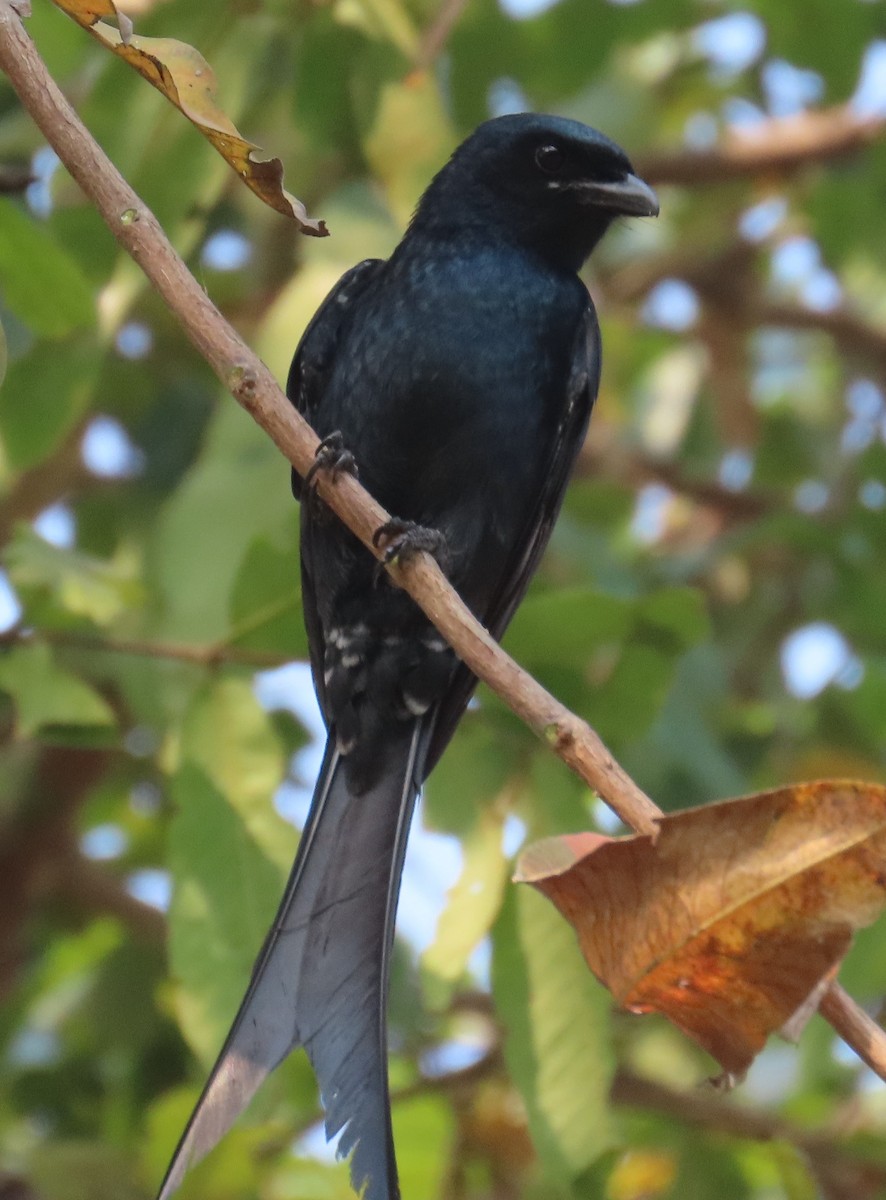 Black Drongo - ML631945202