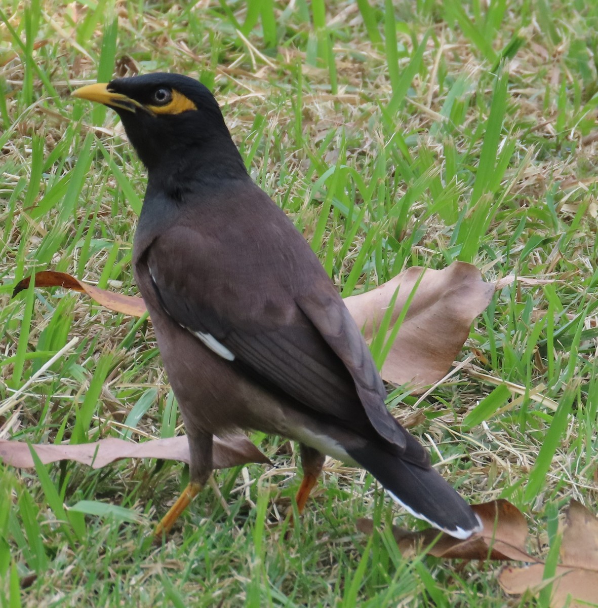Common Myna - ML631945221