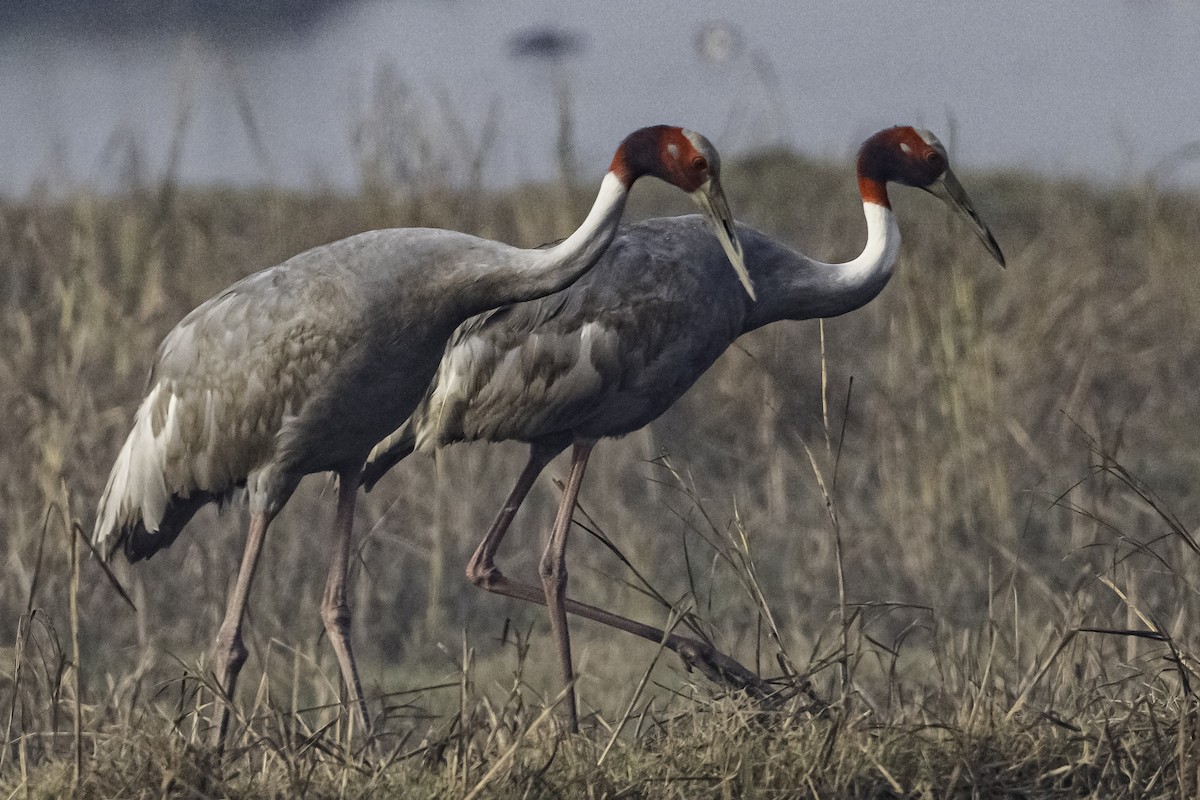 eBird Checklist - 19 Jan 2025 - Chandu (Sahibi Basin) - 58 species
