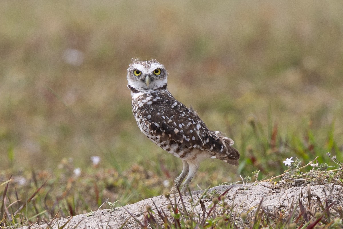 Burrowing Owl - ML631945245