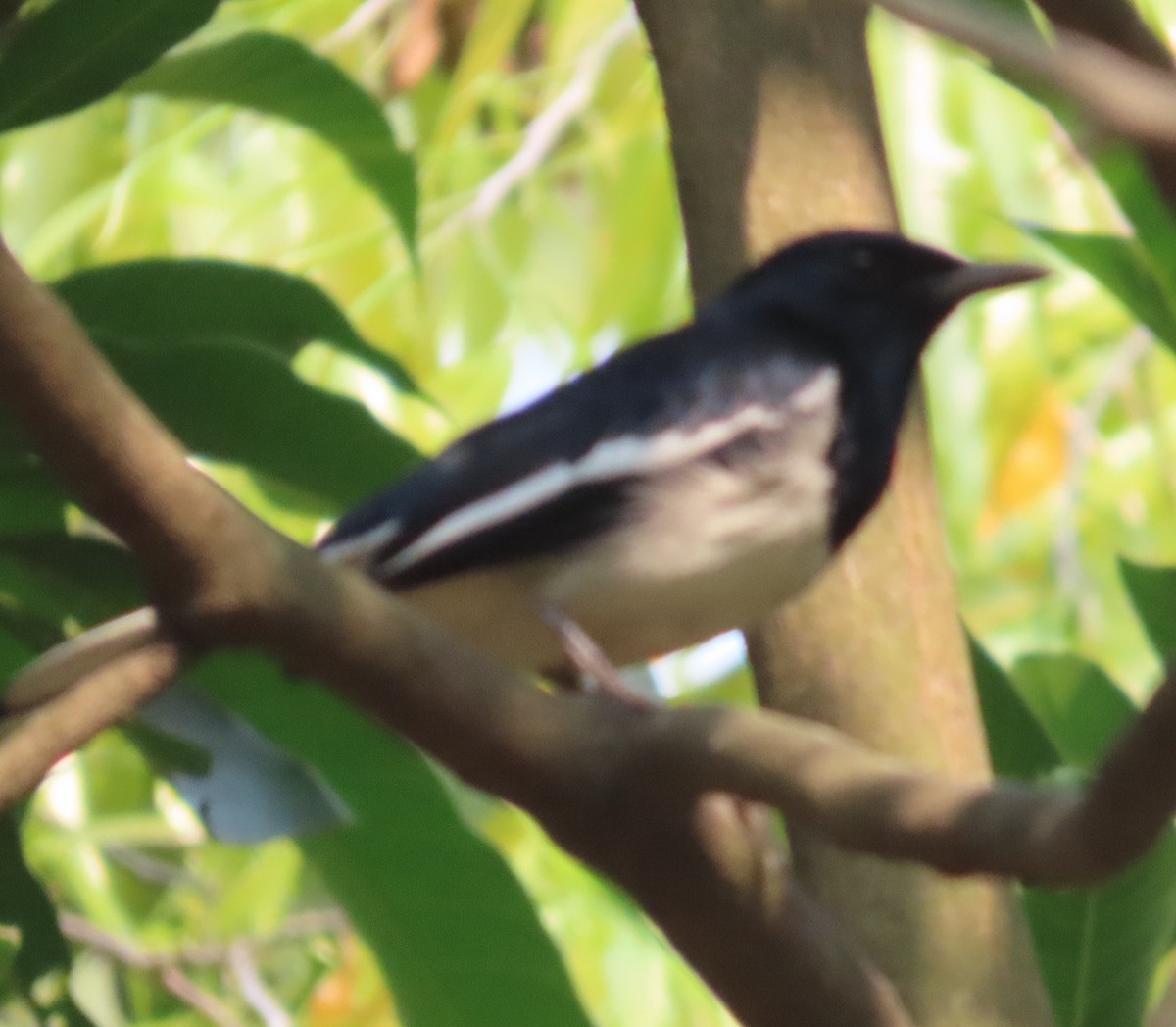 Oriental Magpie-Robin - ML631945254