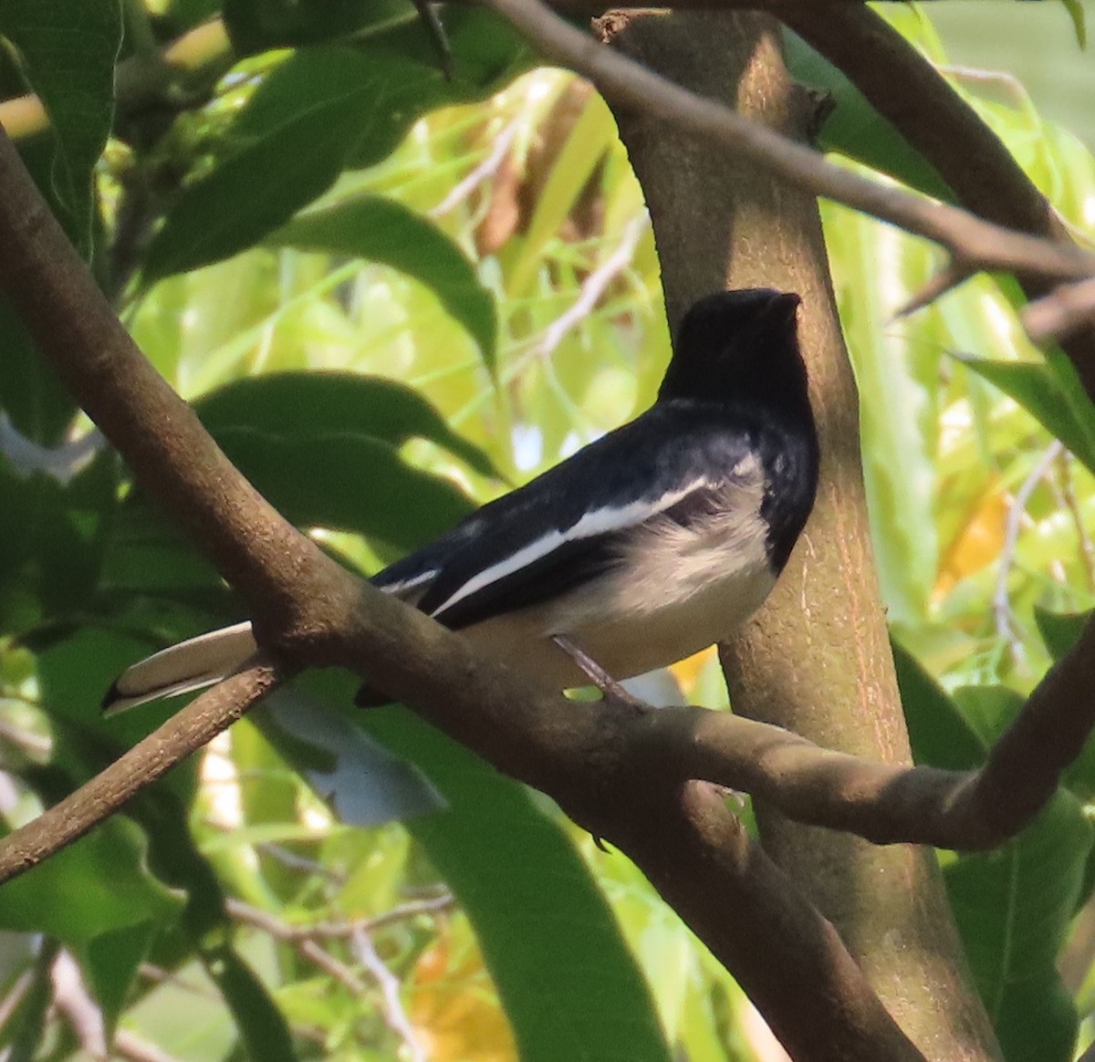 Oriental Magpie-Robin - ML631945255