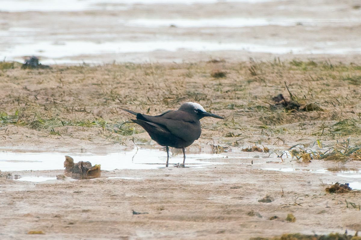 nody bělotemenný - ML631945276