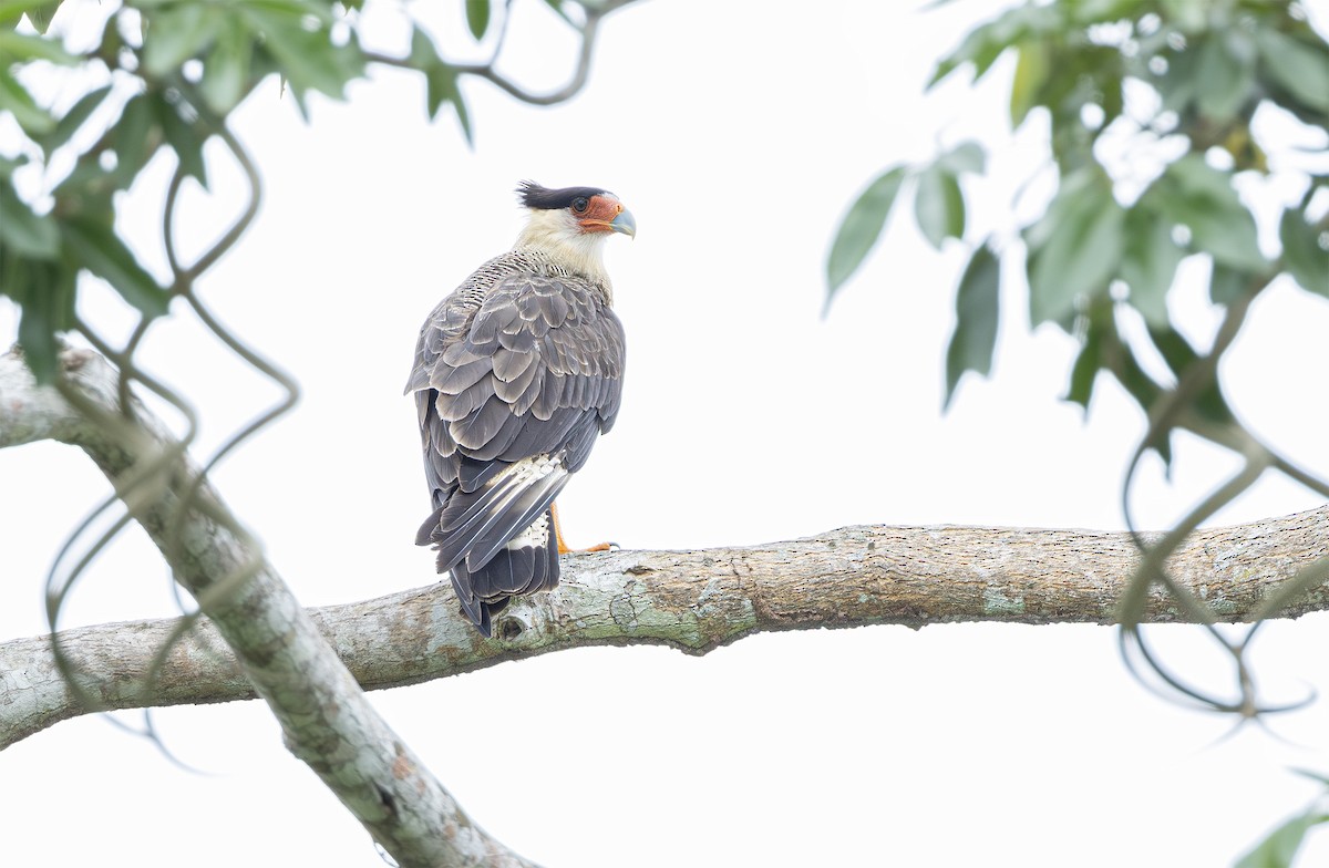 Crested Caracara (Southern) - ML631945285